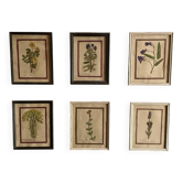 Lot de 6 planches botaniques