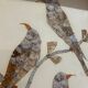cadre sous verre aux oiseaux