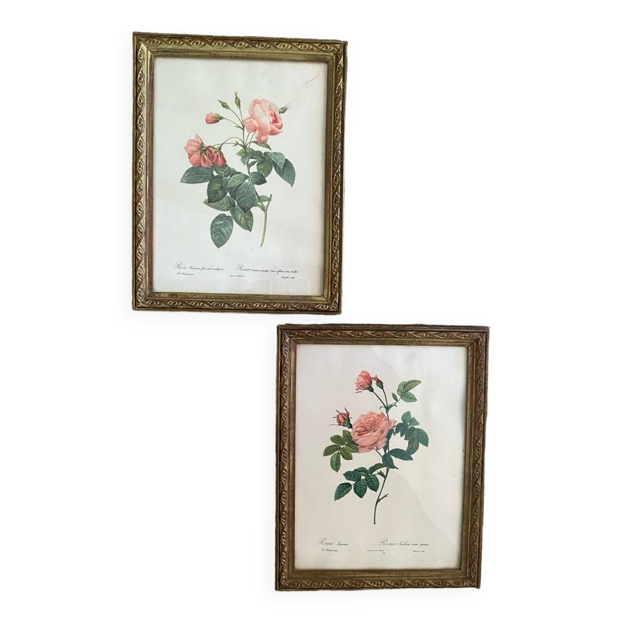 2 Redouté botanical frames of rose bushes.