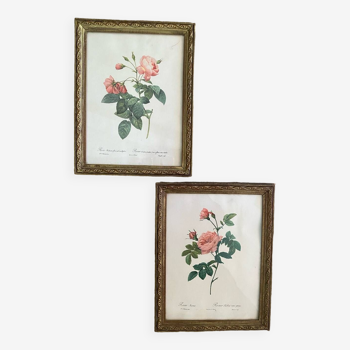 2 Redouté botanical frames of rose bushes.