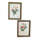 2 Redouté botanical frames of rose bushes.