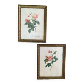 2 Redouté botanical frames of rose bushes.