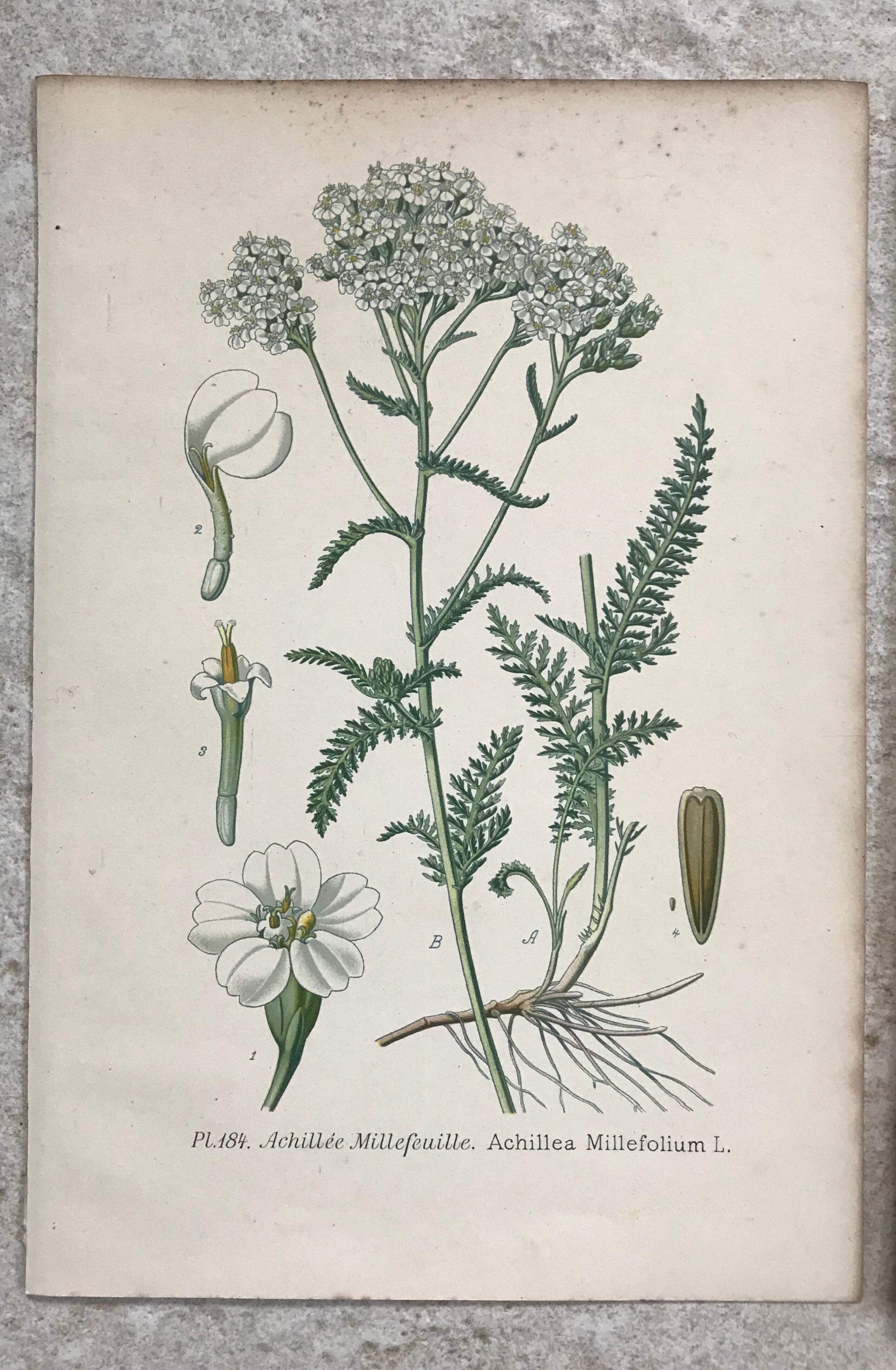 Botanical boards of white flowers 19th