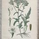 Botanical boards of white flowers 19th