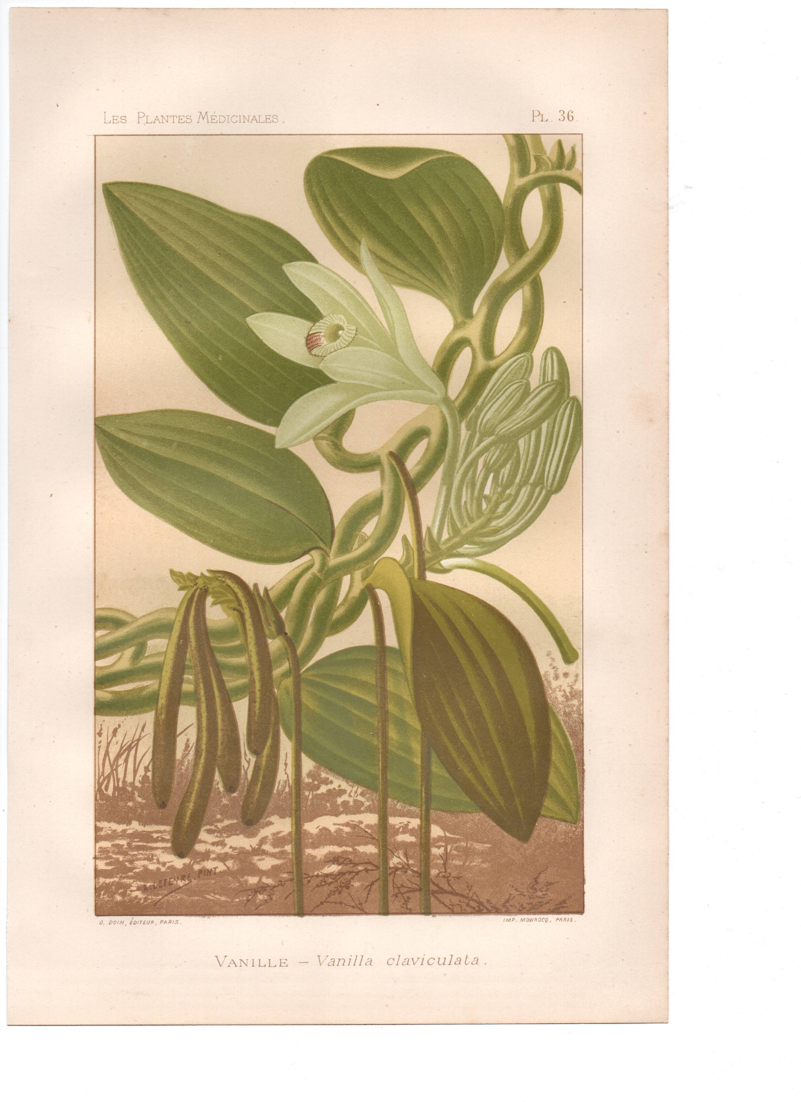 Gravure botanique 1889 - Vanille et orchidée tropicale. Illustration fleur