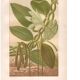 Gravure botanique 1889 - Vanille et orchidée tropicale. Illustration fleur