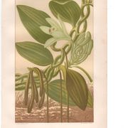 Botanical engraving 1889 - Vanilla and tropical orchid. Flower illustration.