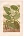 Botanical engraving 1889 - Vanilla and tropical orchid. Flower illustration.