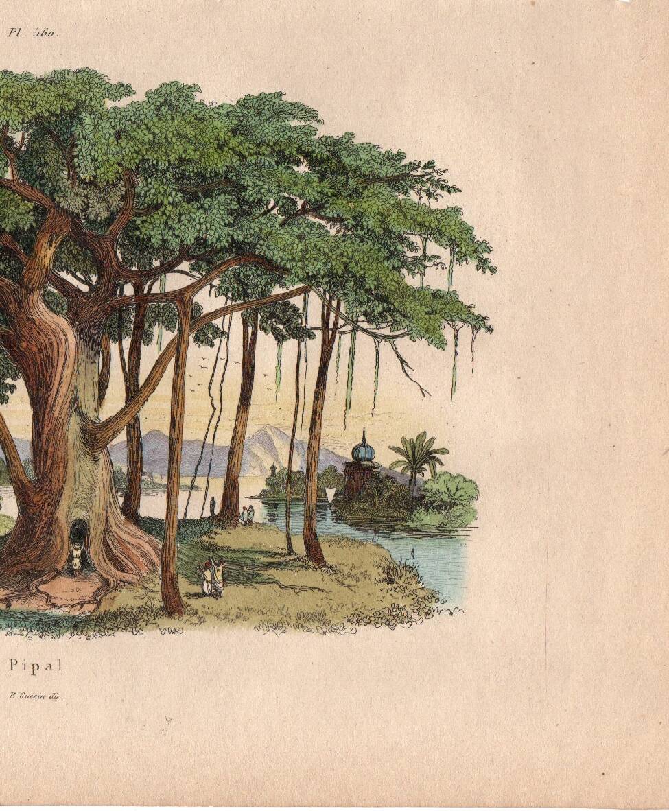 Gravure ancienne de 1839 - Arbre Pipal - planche Botanique vintage