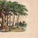 Gravure ancienne de 1839 - Arbre Pipal - planche Botanique vintage