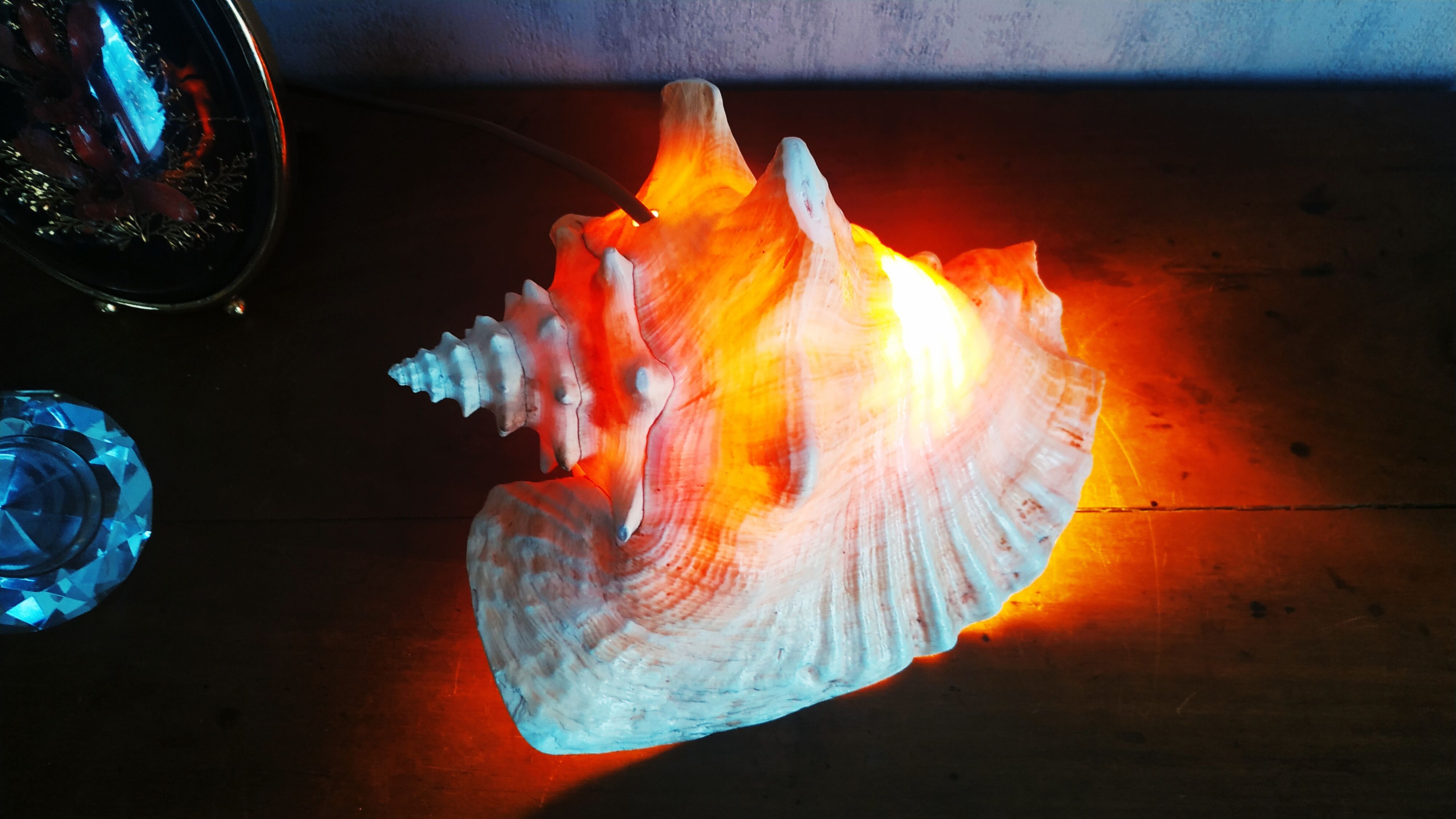 Natural seashell lamp
