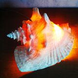 Natural seashell lamp