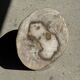 White oval petrified wood side table H38 D28 - 3335