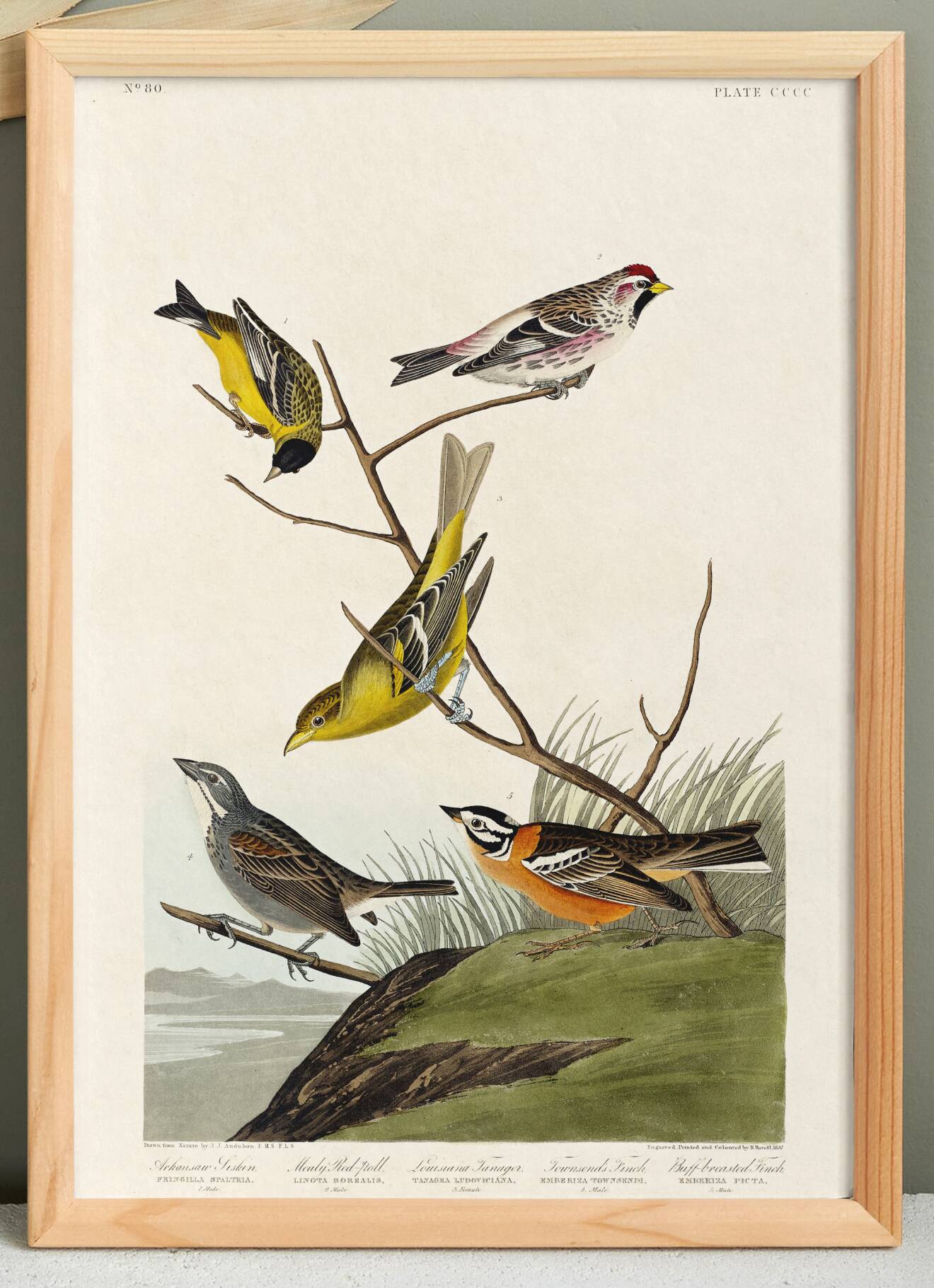 Poster featuring colorful songbirds, based on an old engraving from 1827.