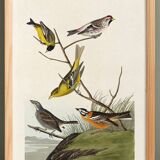 Poster featuring colorful songbirds, based on an old engraving from 1827.