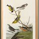 Affiche sur des passereaux colorés, d’après une gravure ancienne de 1827.