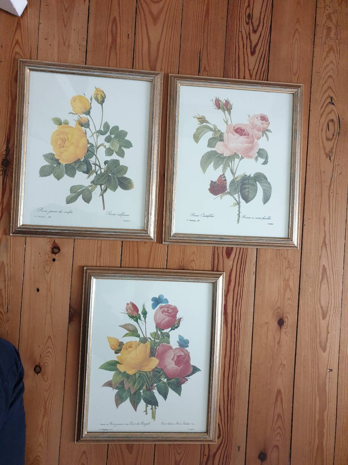 Botanical plate of Redouté sulfur yellow roses framed