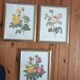 Botanical plate of Redouté sulfur yellow roses framed