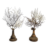 Pair of gorgonian corals, fan corals, on wooden bases, 32 cm