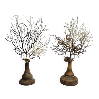 Pair of gorgonian corals, fan corals, on wooden bases, 32 cm