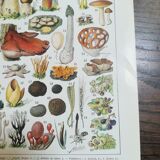 Lithograph on mushrooms from 1928 "cep"