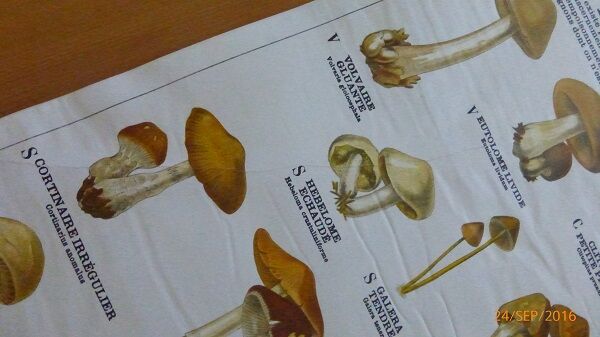 Educational poster DEYROLLE