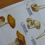 Educational poster DEYROLLE