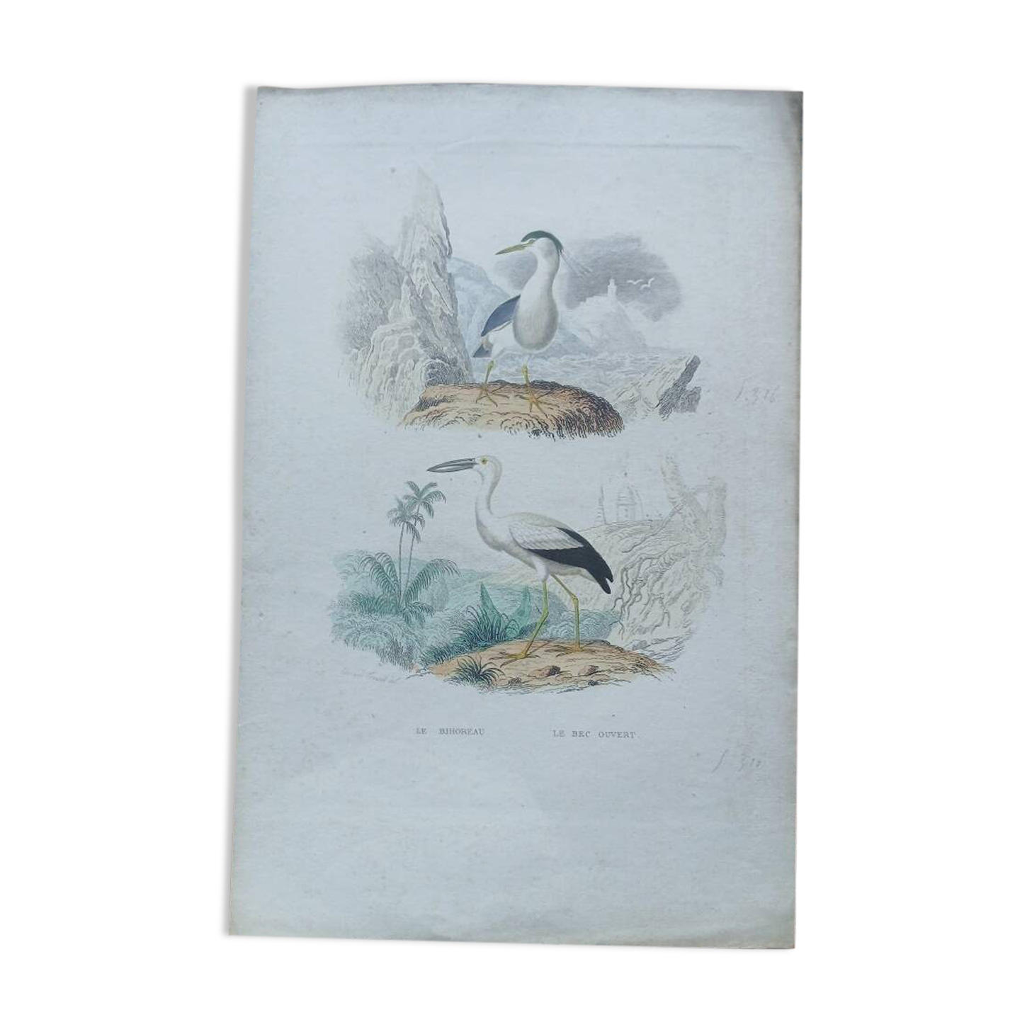Poster - 19th century zoological engraving of birds - night heron - open beak