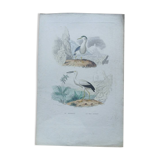 Poster - 19th century zoological engraving of birds - night heron - open beak