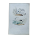 Poster - 19th century zoological engraving of birds - night heron - open beak