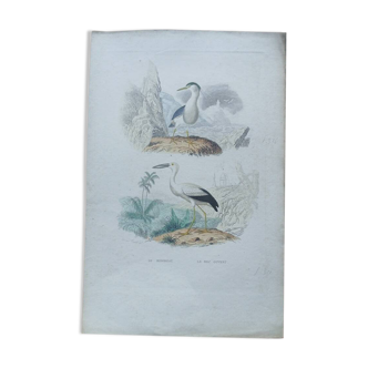 Poster - 19th century zoological engraving of birds - night heron - open beak