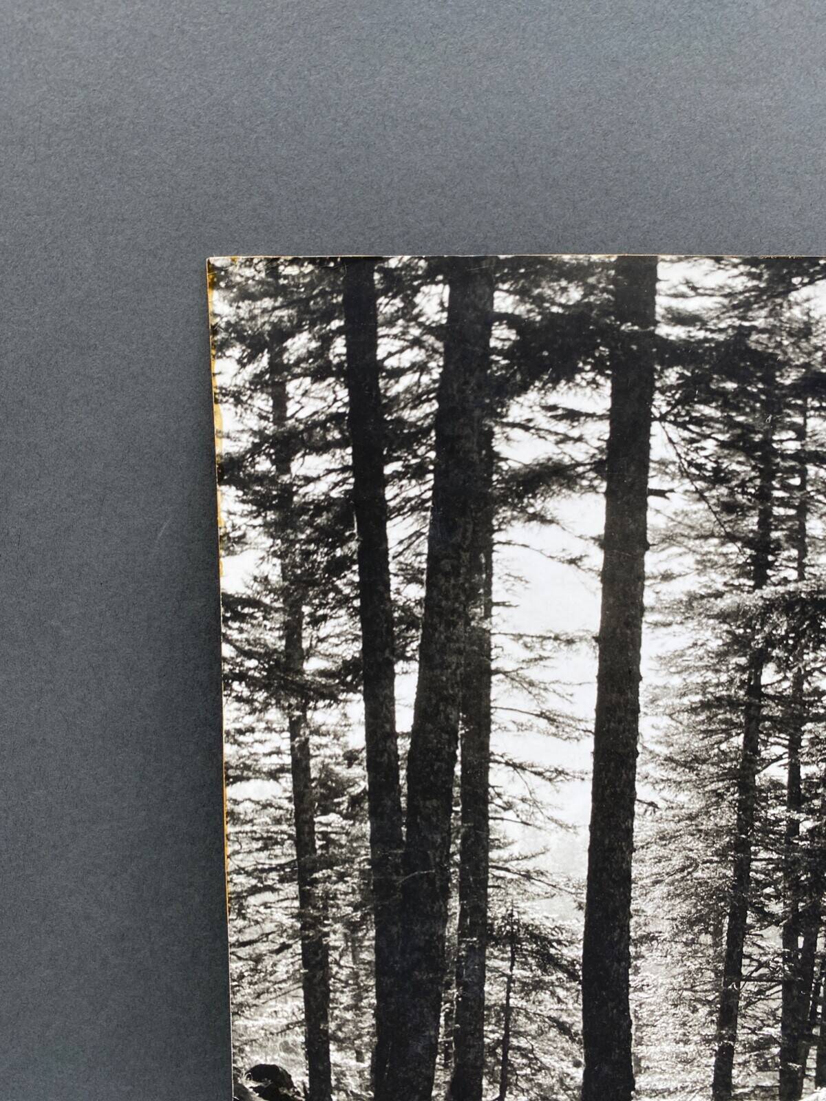 Film photography by Bernard Darot, Sun, Vosges Forest, Nantes Club