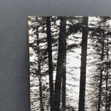 Film photography by Bernard Darot, Sun, Vosges Forest, Nantes Club