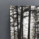 Film photography by Bernard Darot, Sun, Vosges Forest, Nantes Club
