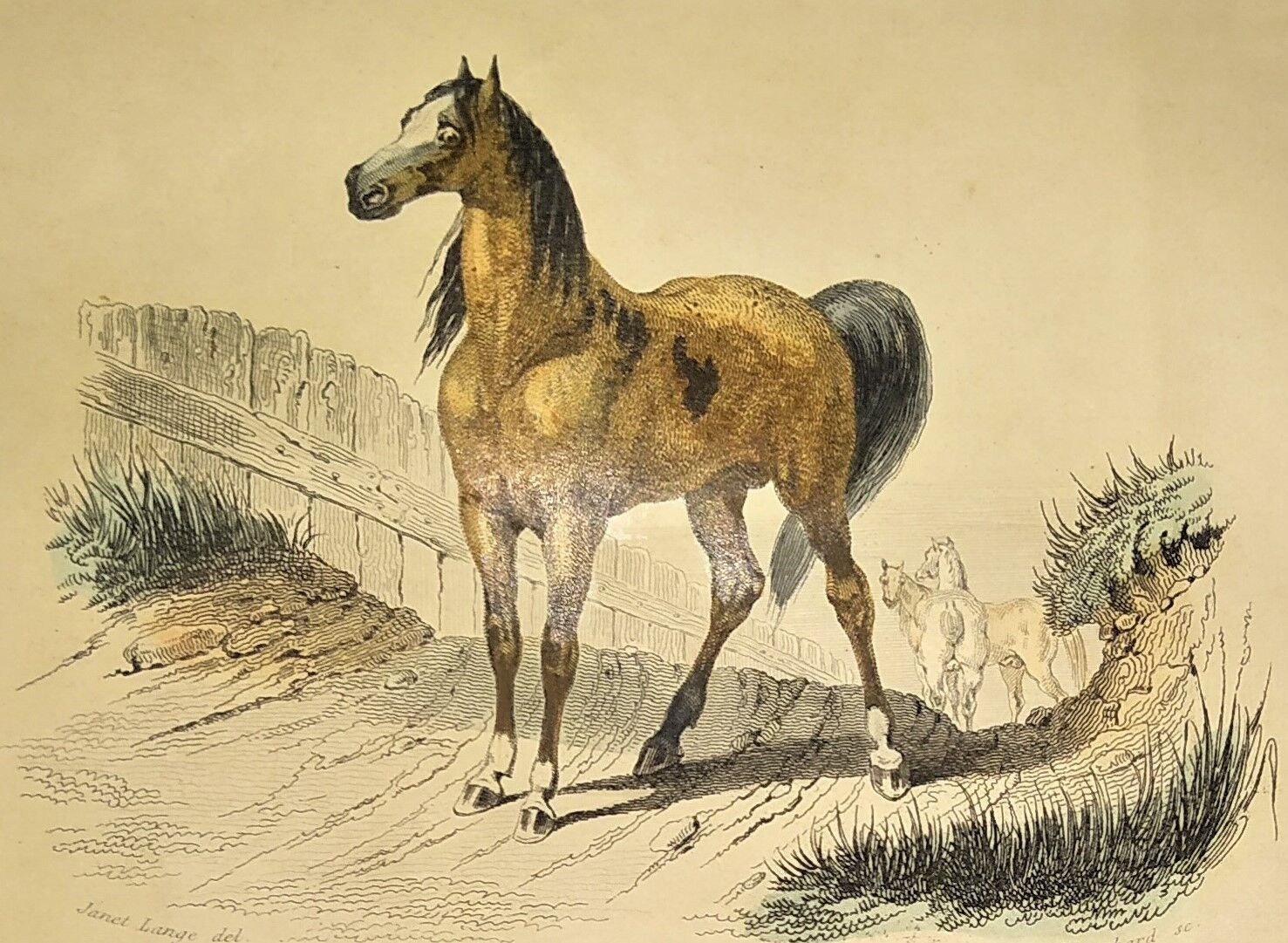 ORIGINAL ZOOLOGICAL FRAME ENGRAVING FROM 1839 " WHOLE HORSE,....,.... "