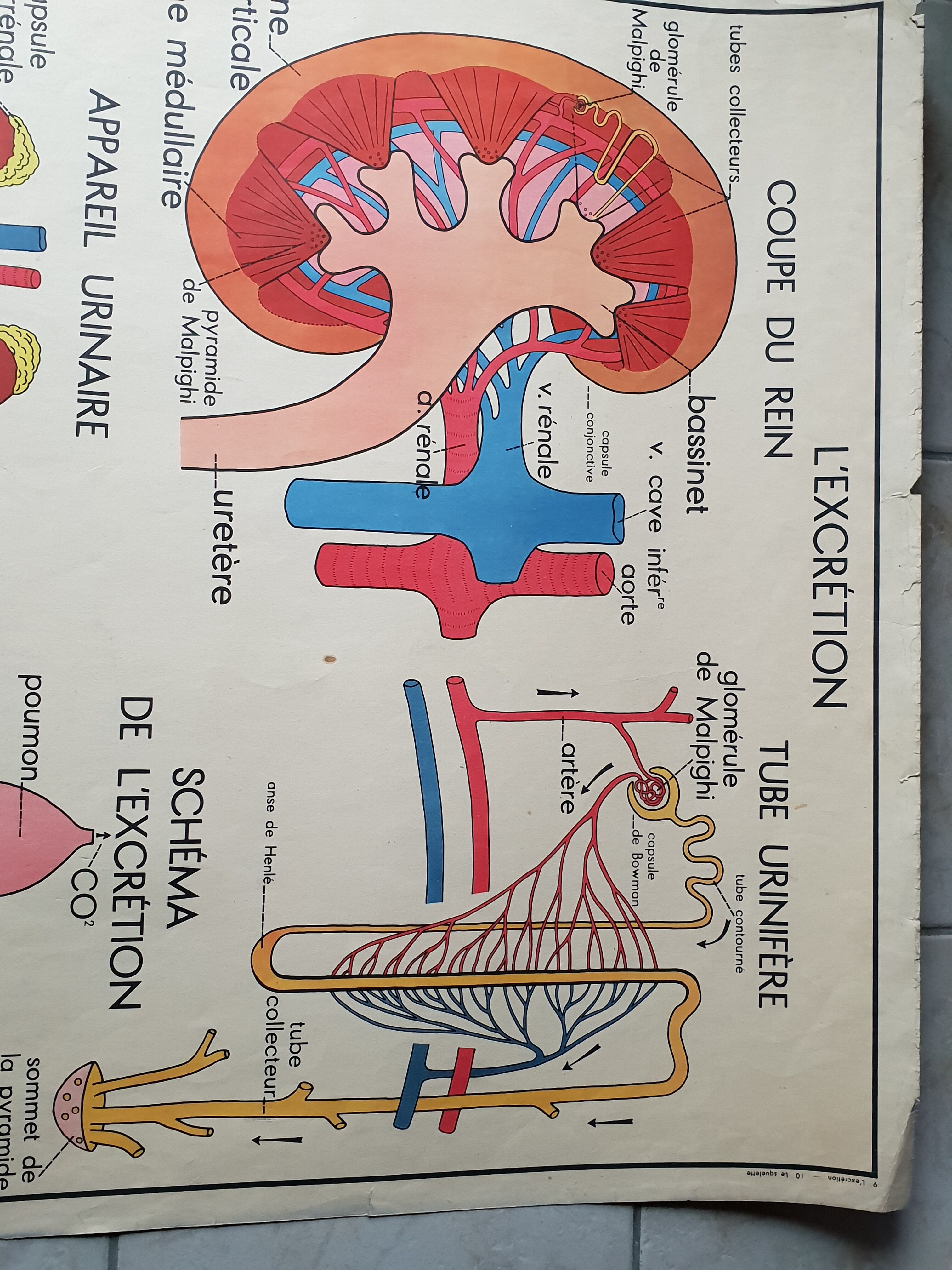 School poster Nightingale No. 10 the skeleton # 9 excretion