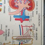 School poster Nightingale No. 10 the skeleton # 9 excretion