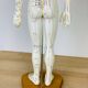 Mannequin d'acupuncture vintage cabinet de curiosité