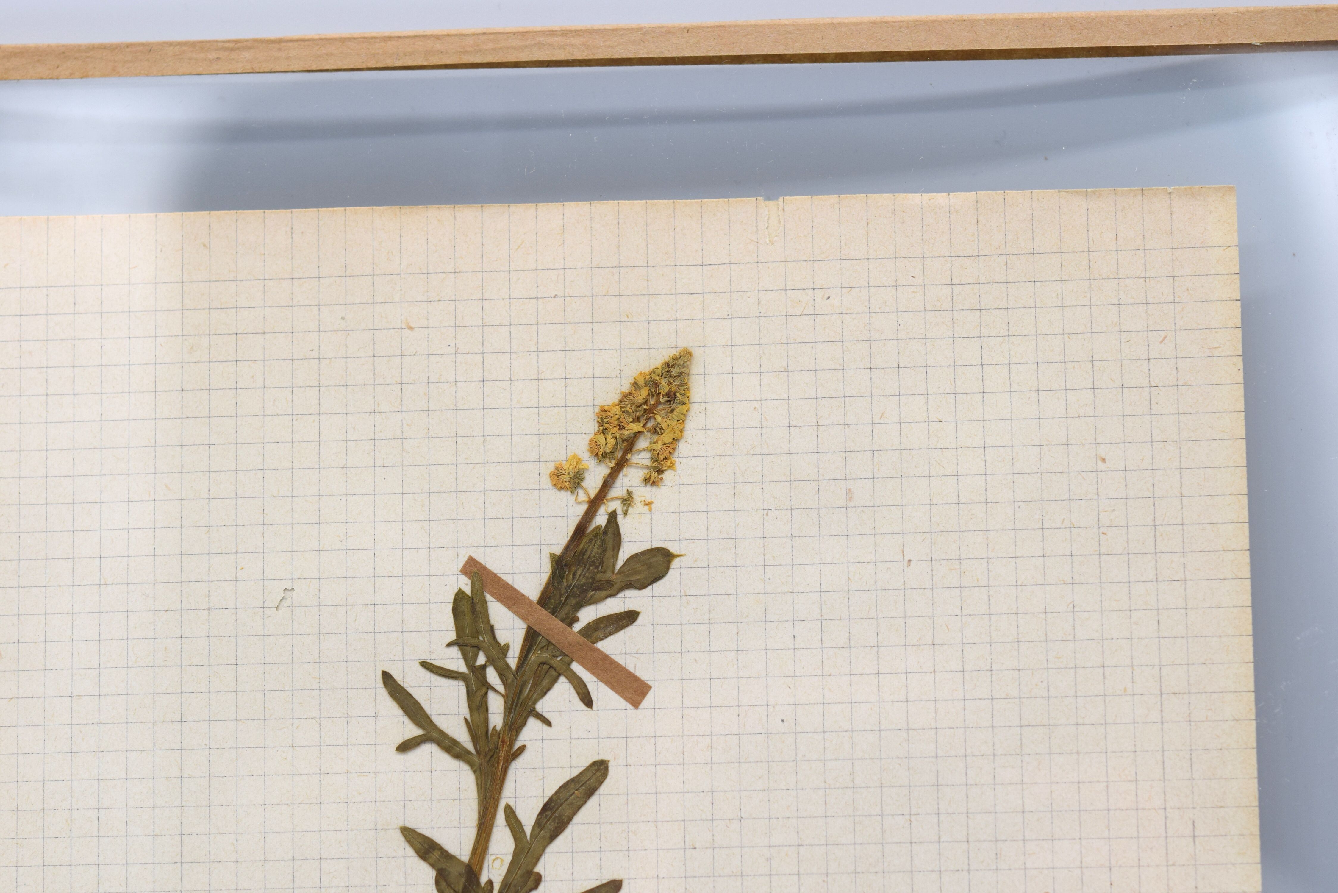 George Bert Herbarium