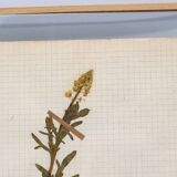 George Bert Herbarium