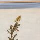 George Bert Herbarium