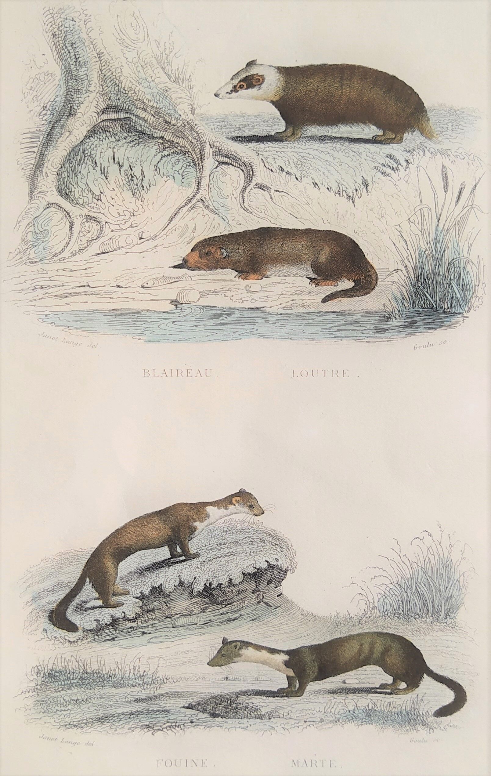 Original zoological illustration "badger, otter, weasel,..." - Buffon 1840