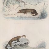 Original zoological board " badger, otter, fouine,... " - buffon 1840