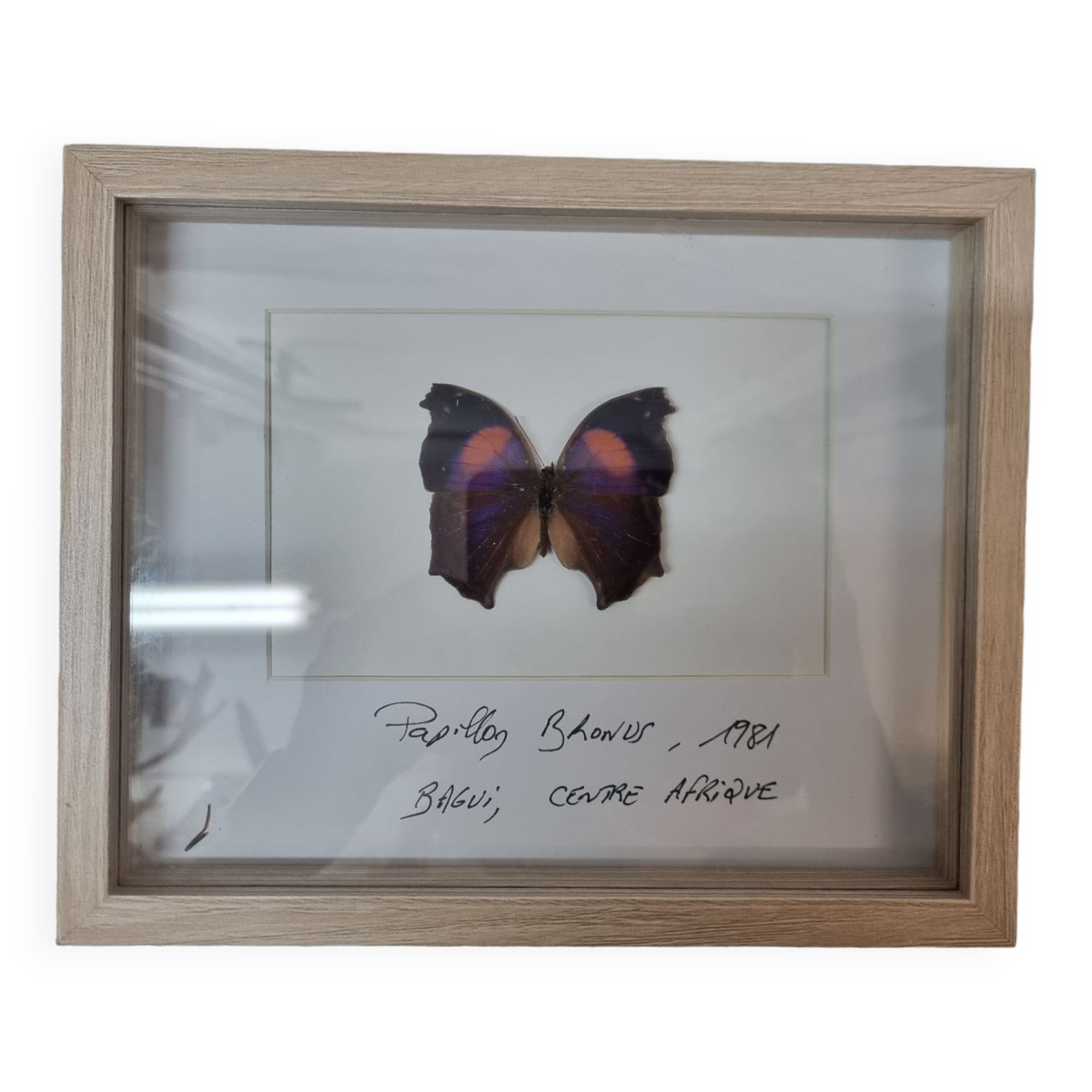 Bronus naturalized butterfly, 1981