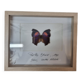 Bronus naturalized butterfly, 1981