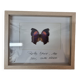 Bronus naturalized butterfly, 1981