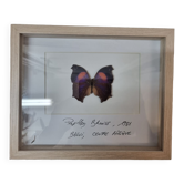 Papillon naturalisé Bronus, 1981