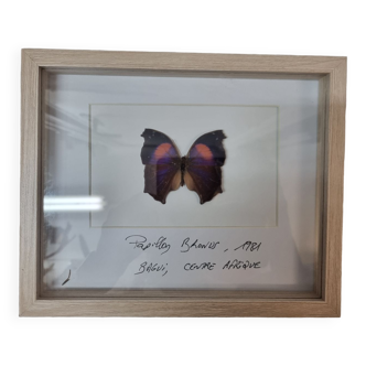 Papillon naturalisé Bronus, 1981