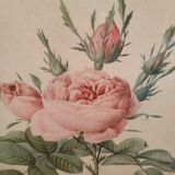 Gravure Rose de Redouté