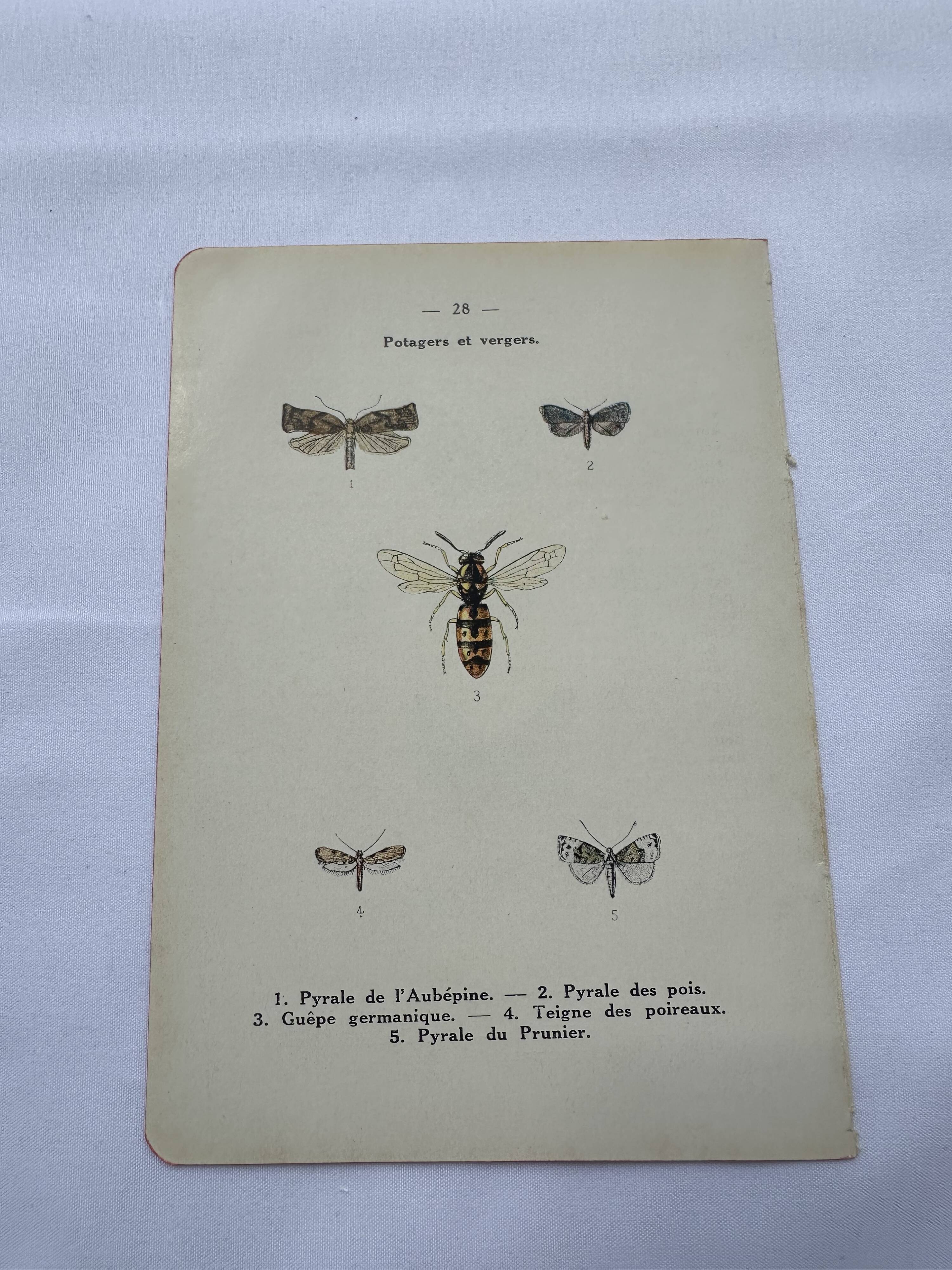 Naturalist plate insect entomology old lithograph